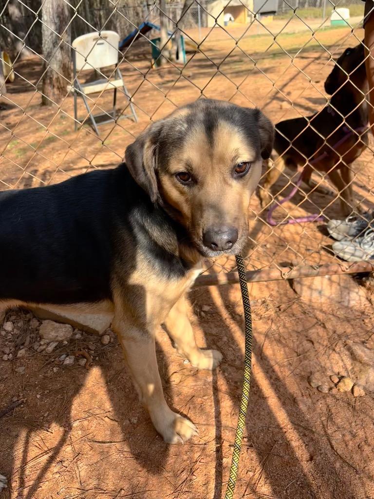 Enlarge Milo IN FOSTER, a Adoptable Mixed Breed in Danielsville, GA image 2/4