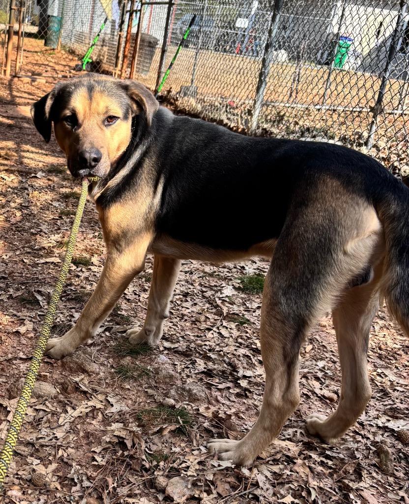 Enlarge Milo IN FOSTER, a Adoptable Mixed Breed in Danielsville, GA image 3/4