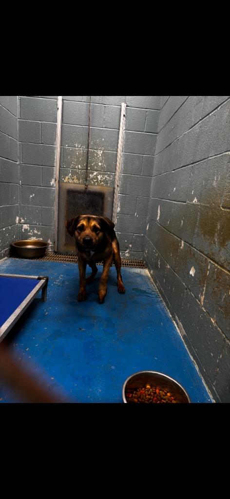 Enlarge Milo IN FOSTER, a Adoptable Mixed Breed in Danielsville, GA image 4/4