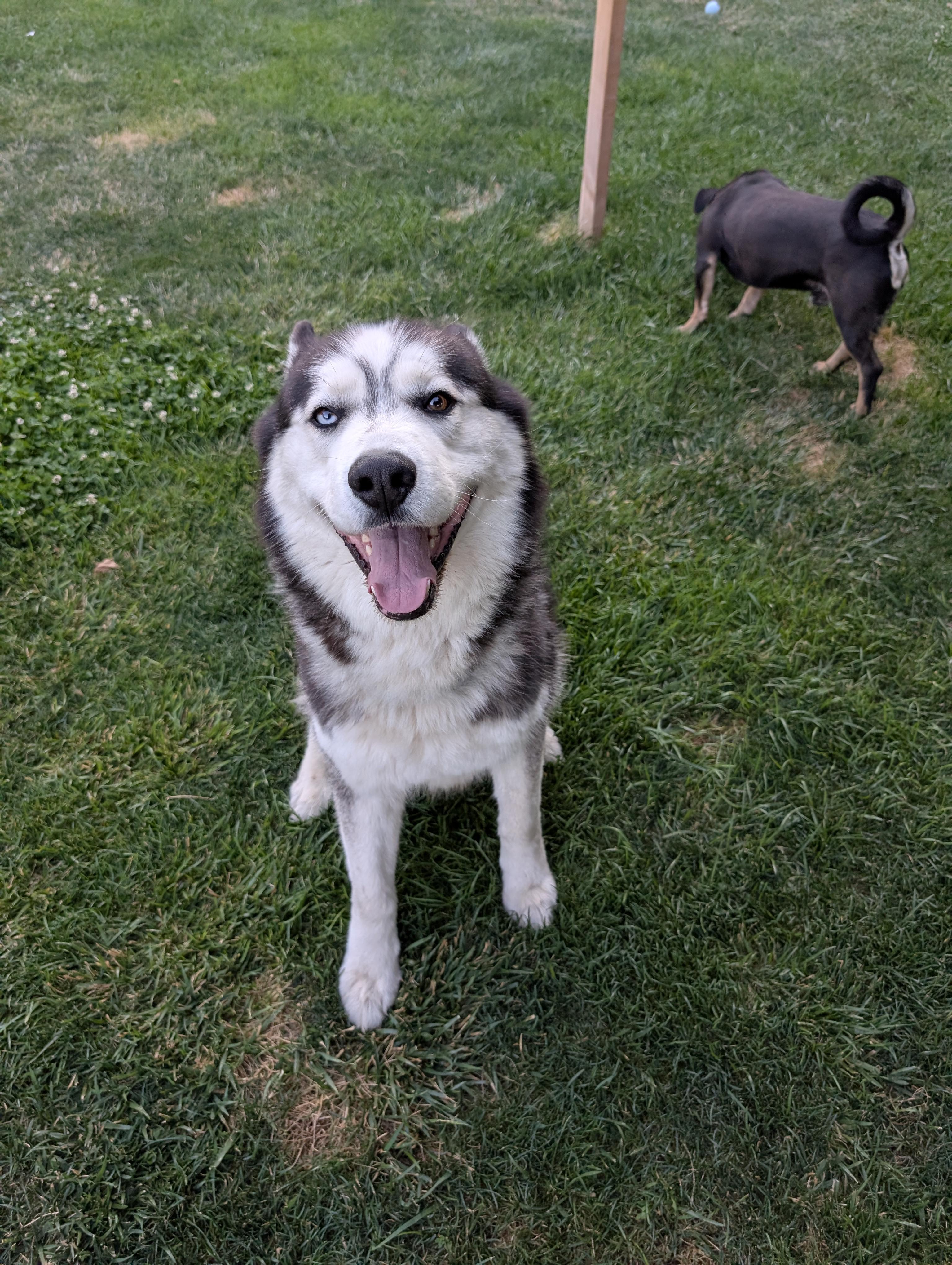 Thor, Adoptable, Adult Male Alaskan Malamute & Siberian Husky.