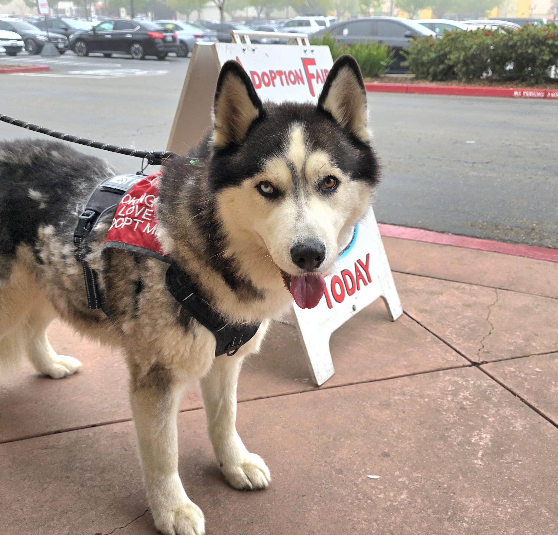 Enlarge Thor, a Adoptable mixed breed in Tracy, CA image 4/6