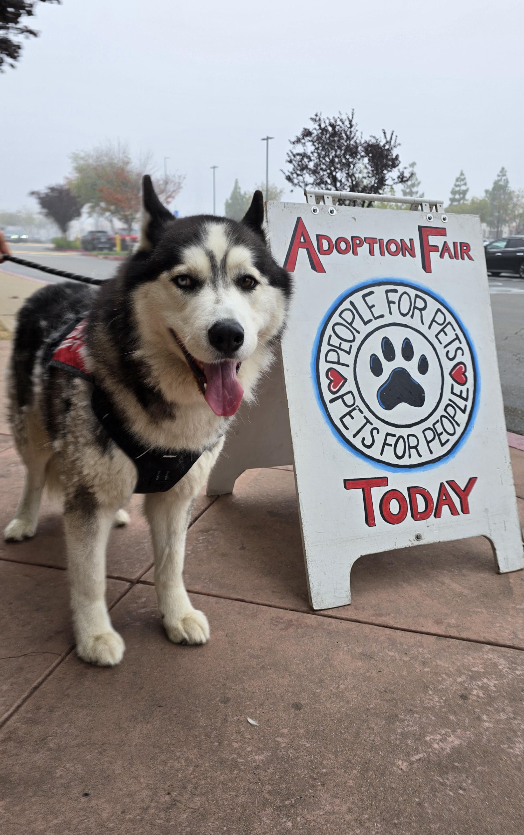 Enlarge Thor, a Adoptable mixed breed in Tracy, CA image 5/6
