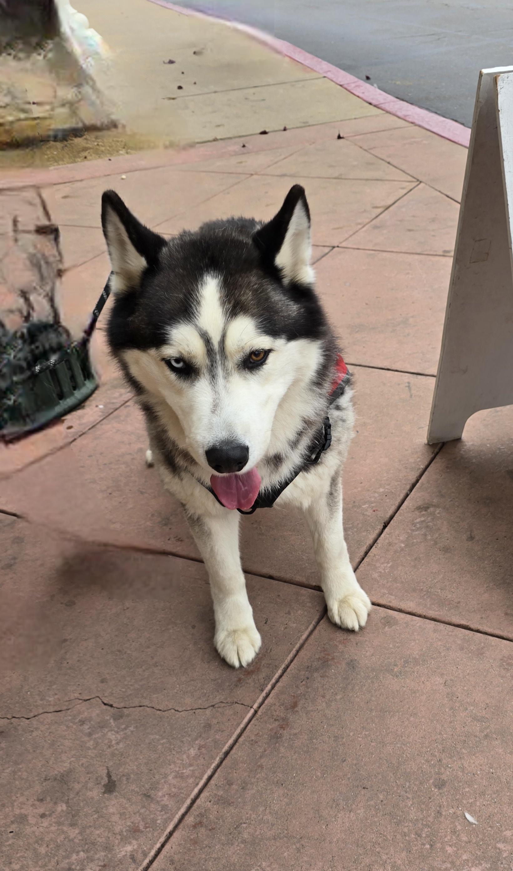 Enlarge Thor, a Adoptable mixed breed in Tracy, CA image 6/6