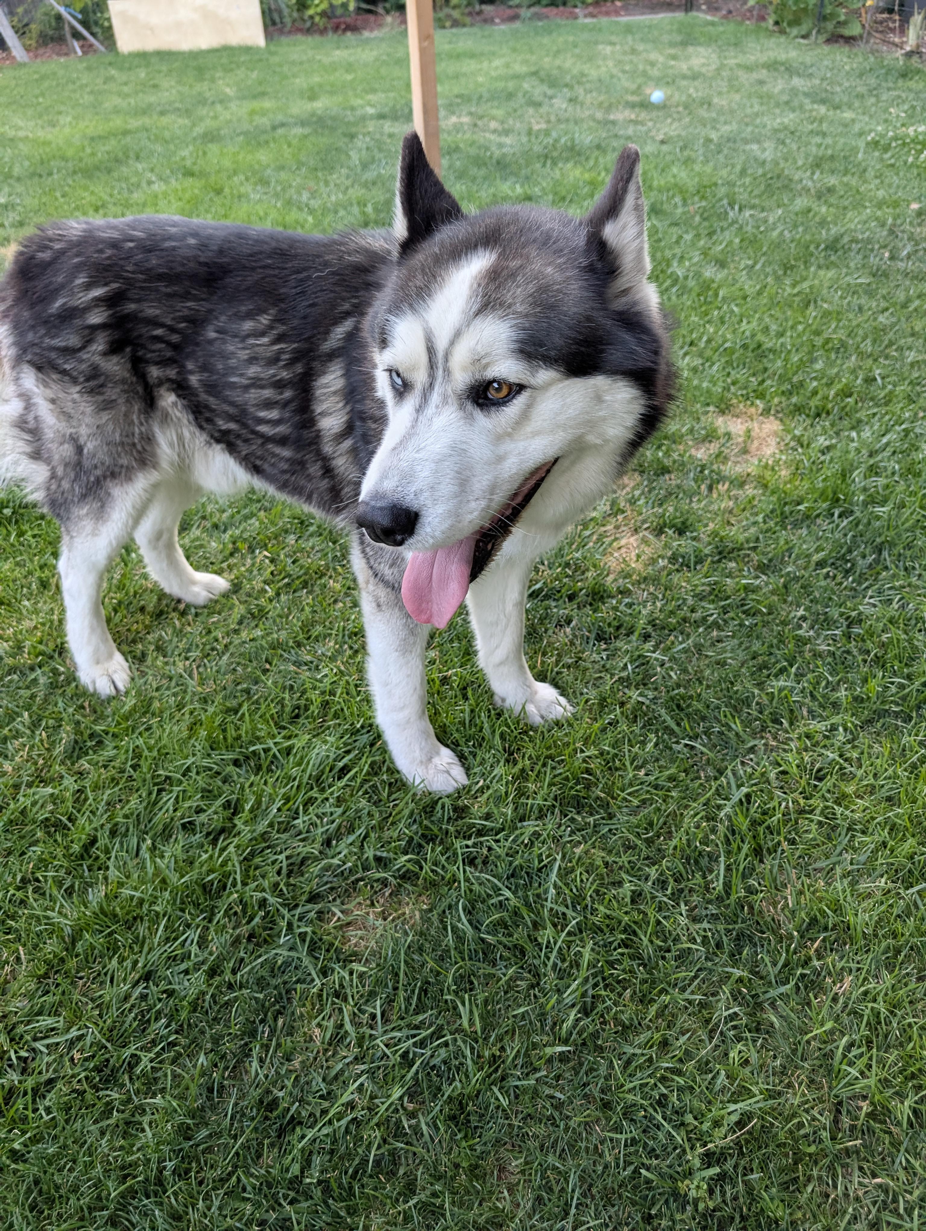 Enlarge Thor, a Adoptable mixed breed in Tracy, CA image 2/6
