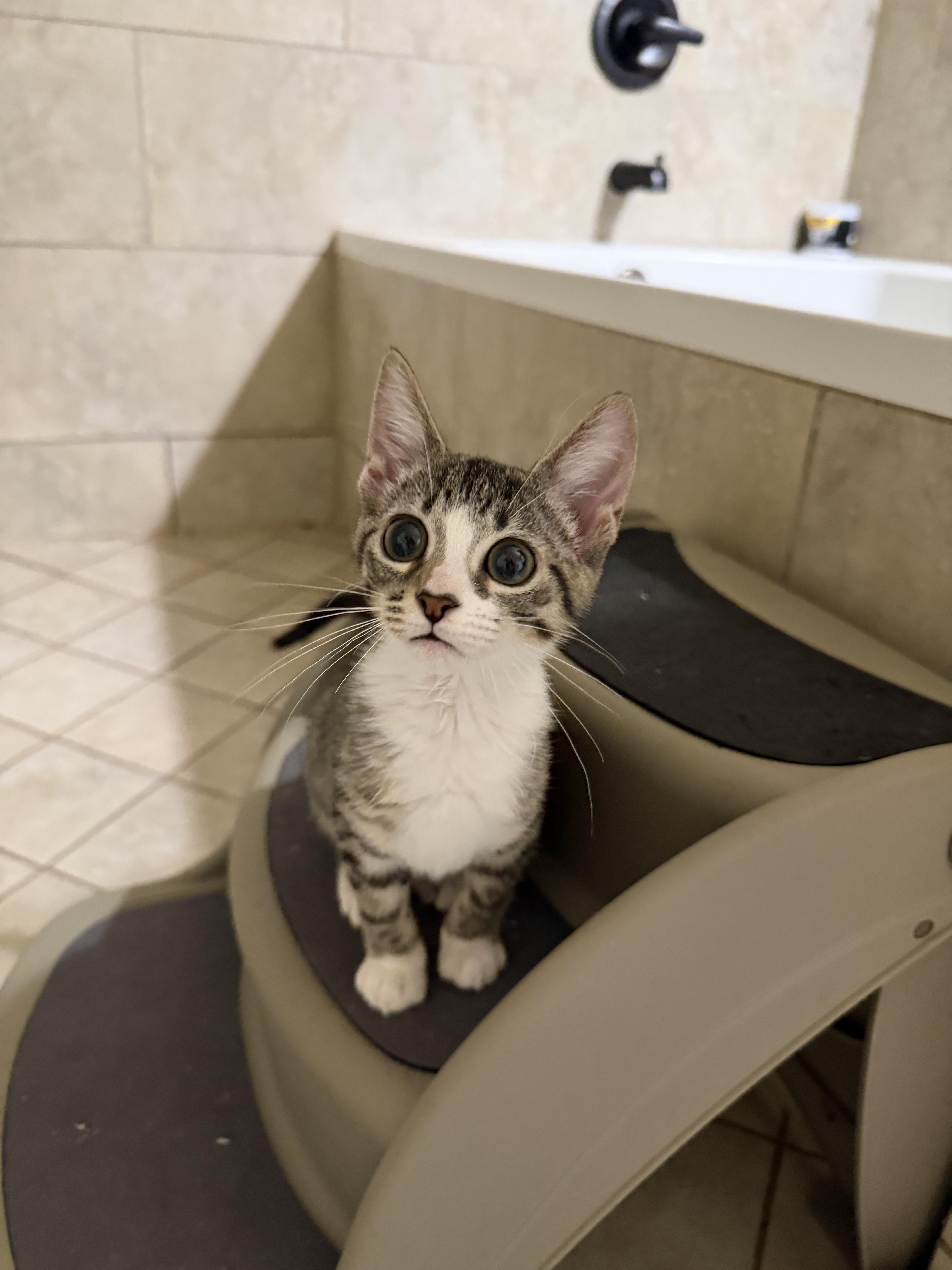 Enlarge Louies, a Adoptable Domestic Short Hair in Windham, NH image 3/6