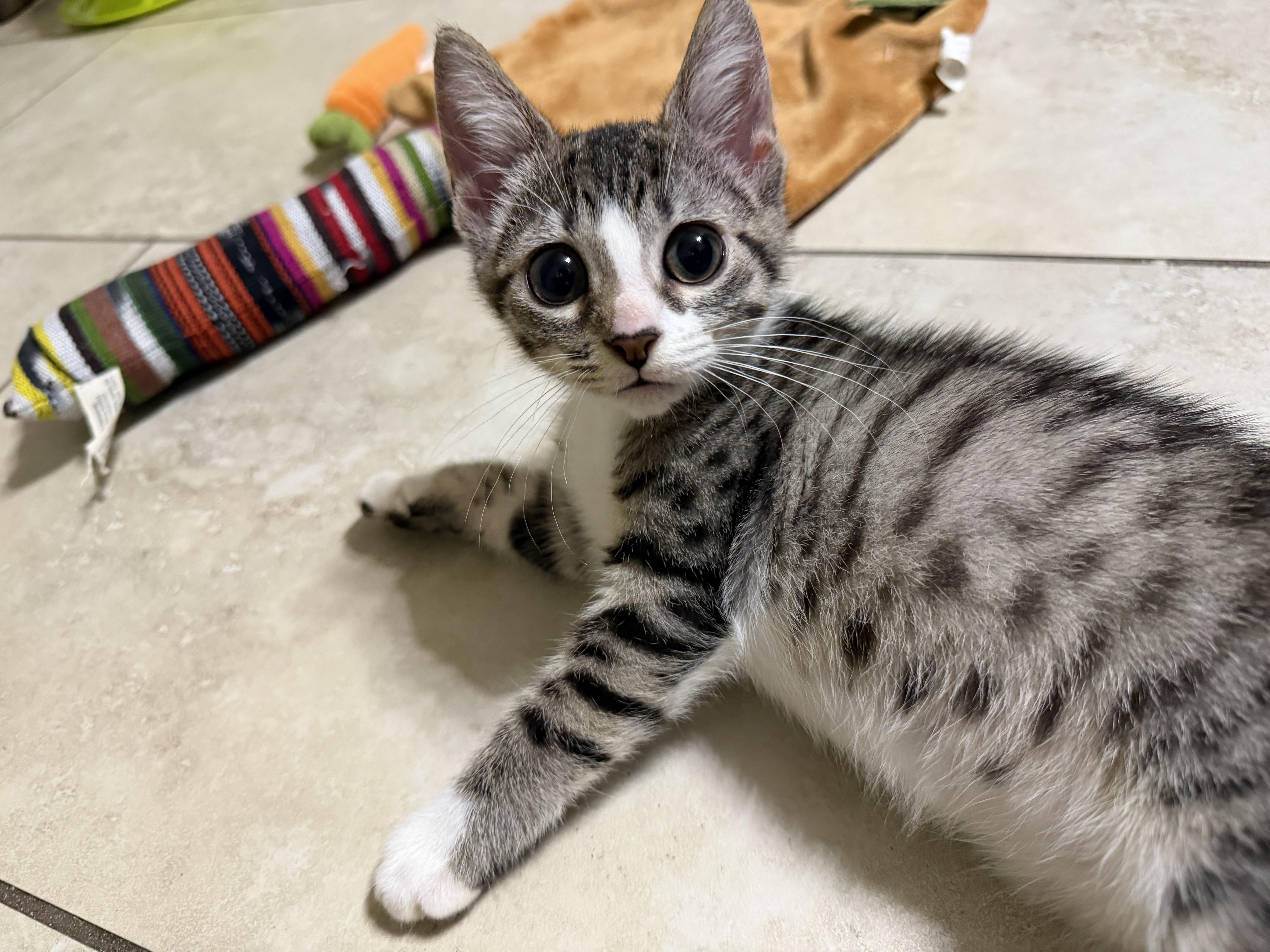 Louies, Adoptable, Kitten Female Domestic Short Hair.