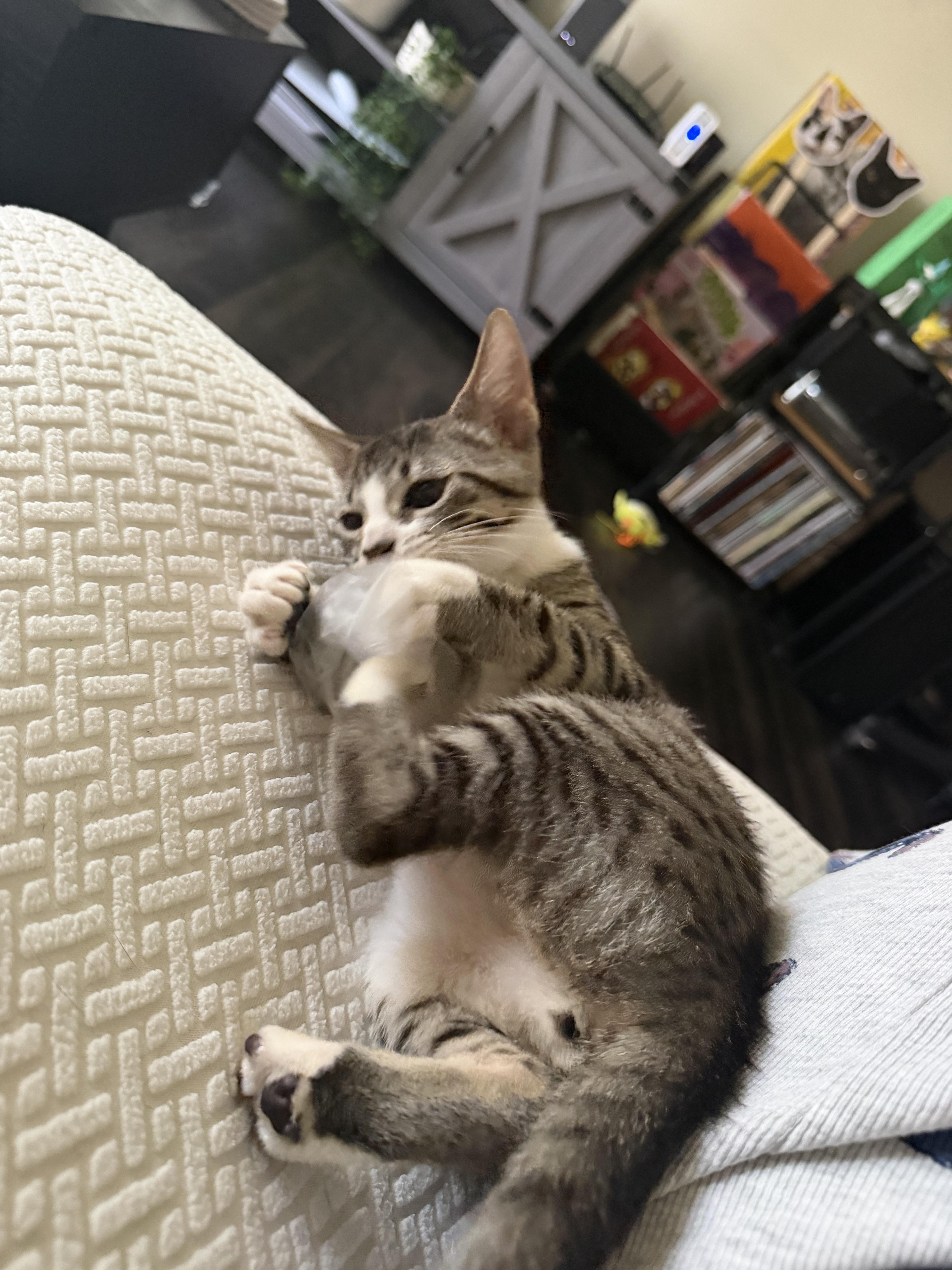 Enlarge Louies, a Adoptable Domestic Short Hair in Windham, NH image 4/6