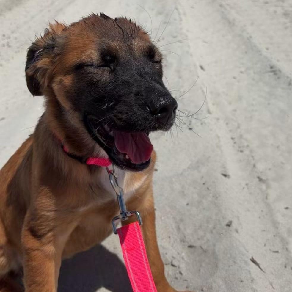 Hazel (Isla), Adoptable, Puppy Female Shepherd & Mixed Breed.