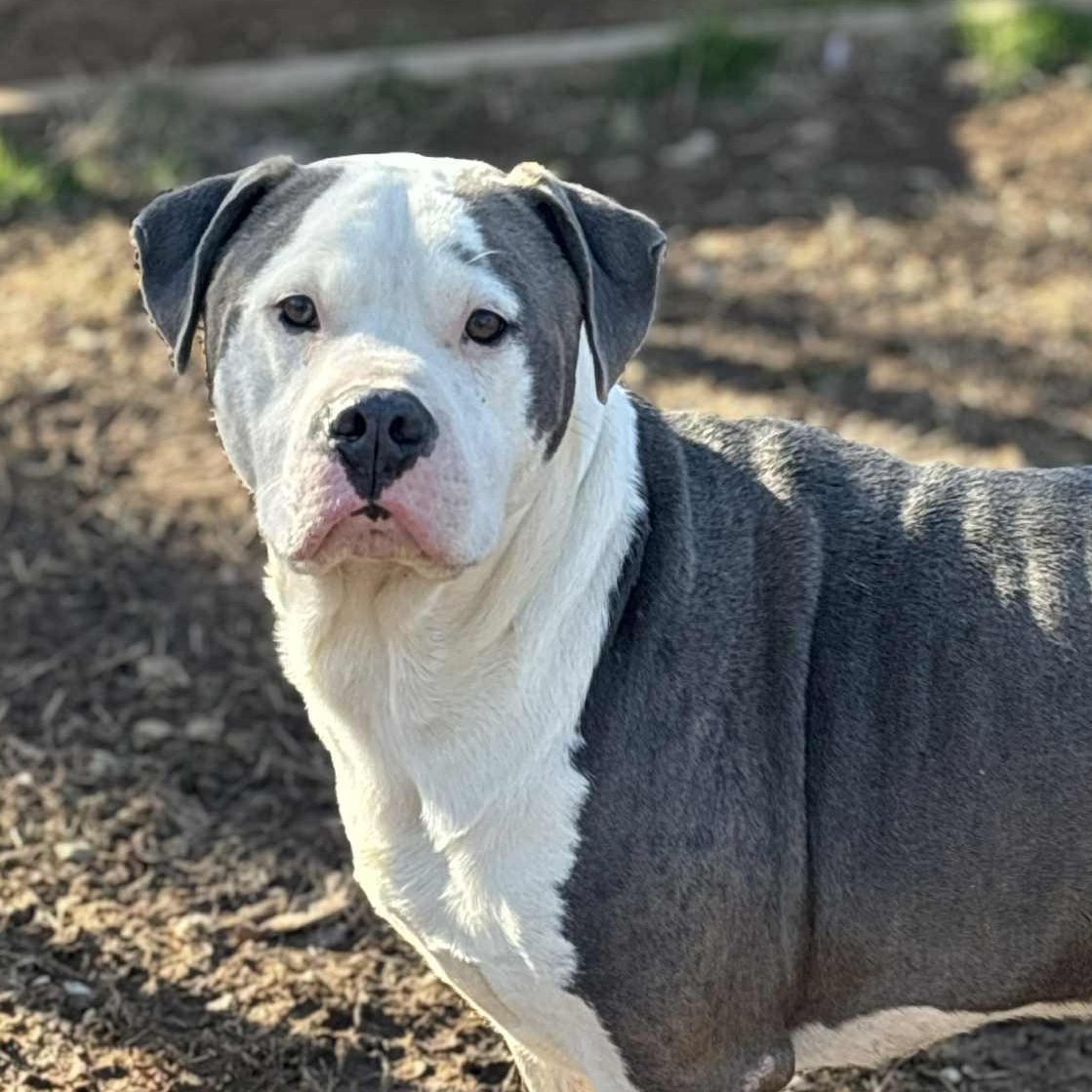 Ash, ADOPTABLE, Adult Male Mixed Breed.