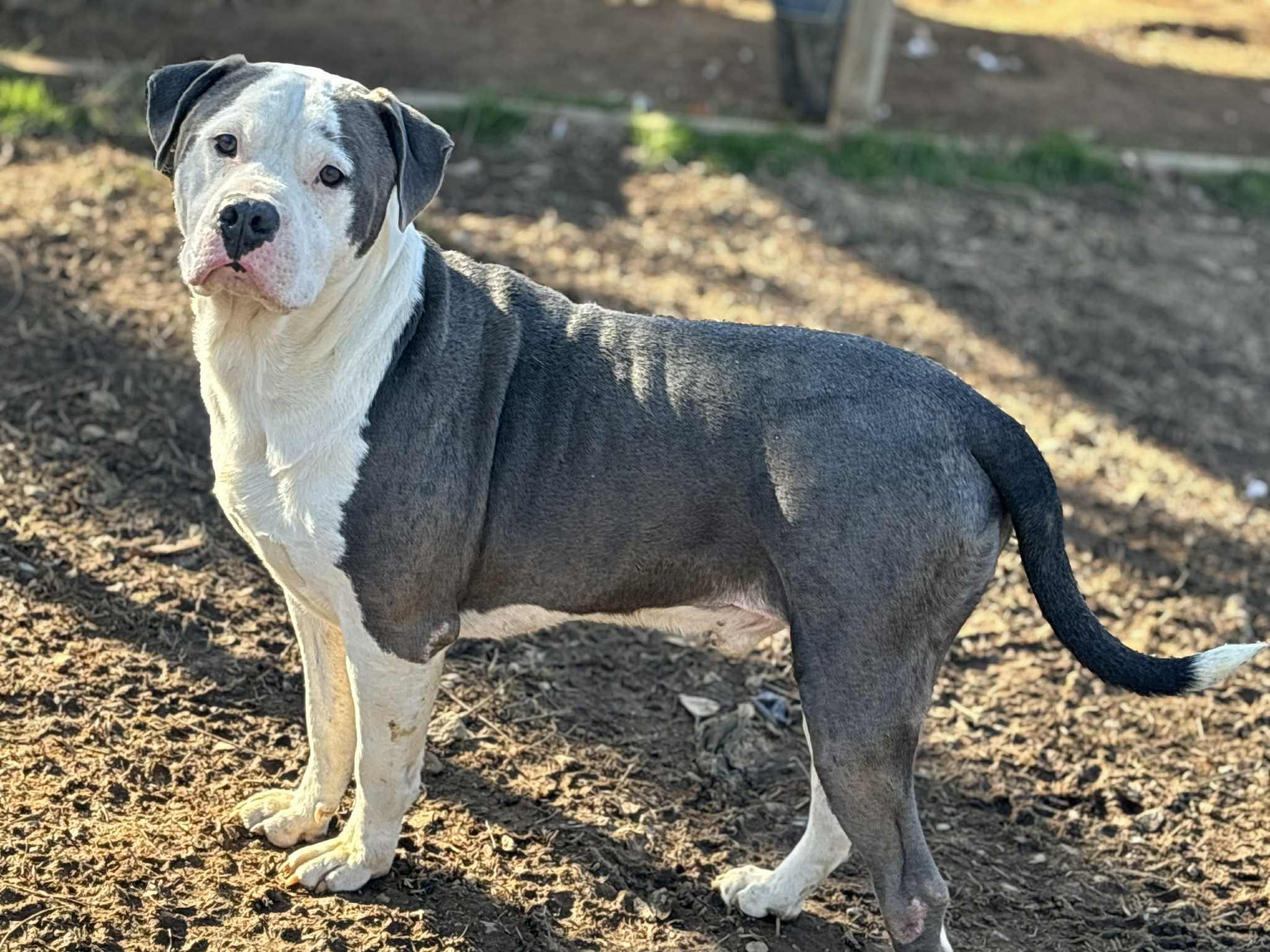 Ash, a ADOPTABLE Mixed Breed in Franklin, KY image 2/2