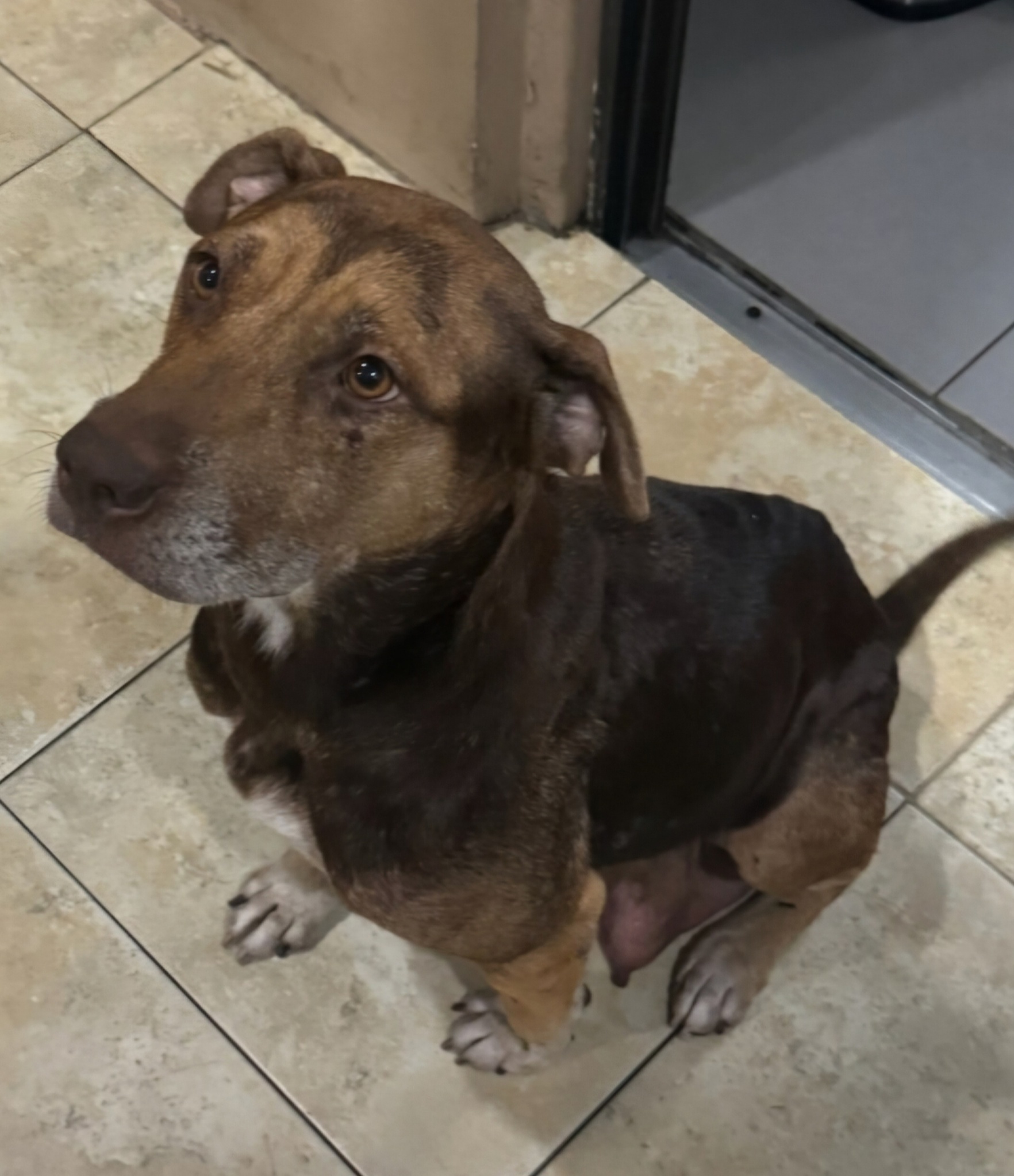 Enlarge Pamela, a Adoptable Catahoula Leopard Dog in Weston, FL image 1/1