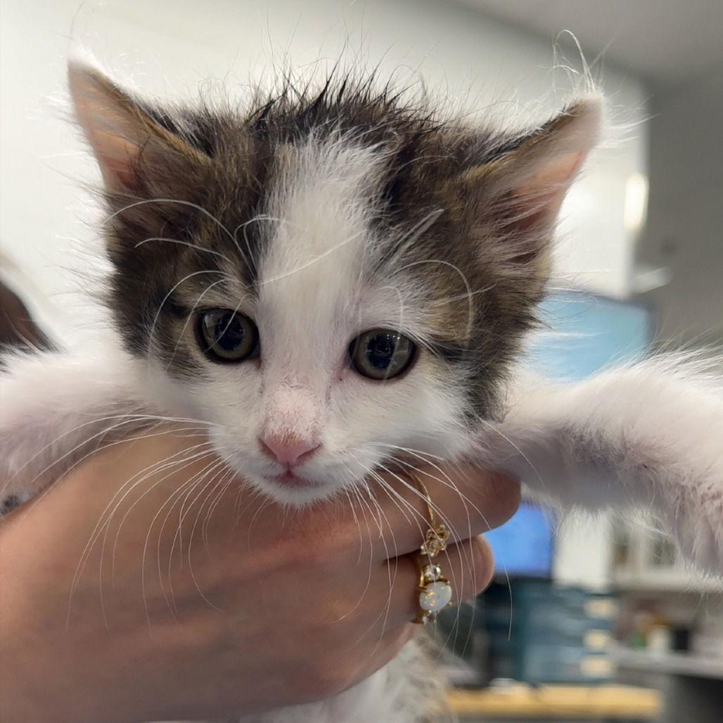 PRINCE EDMUND, Adopted, Kitten Male Domestic Medium Hair.