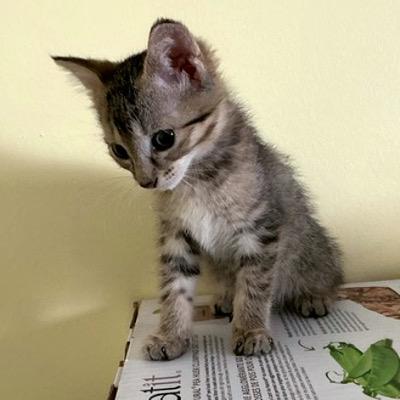 Adare, Adoptable, Kitten Female Domestic Short Hair.