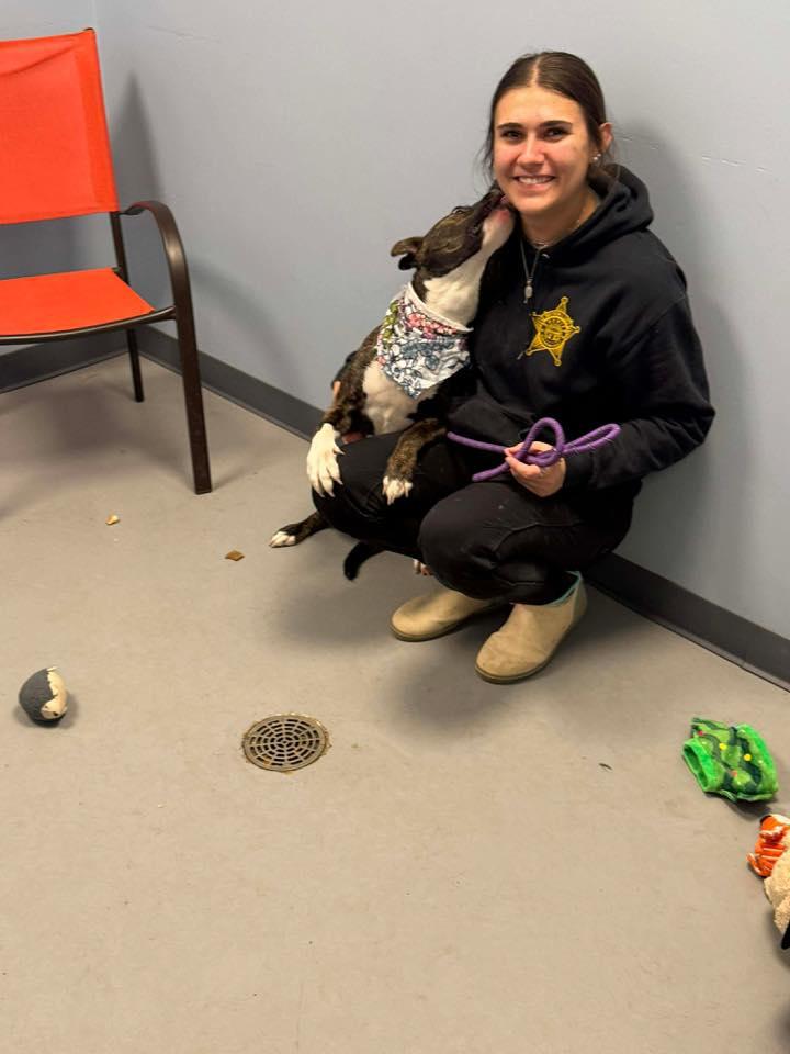 Enlarge Emery, a Adoptable mixed breed in Zanesville, OH image 1/2