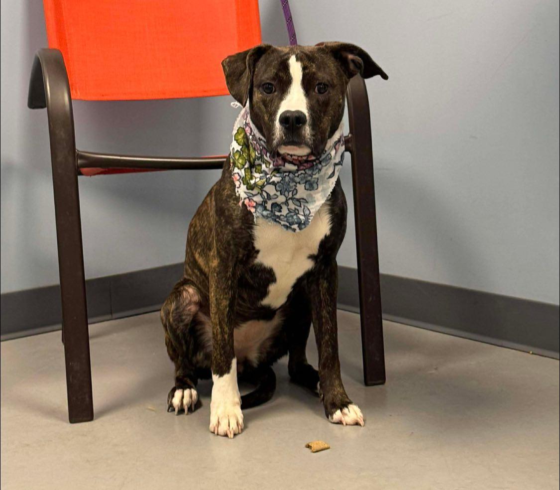 Enlarge Emery, a Adoptable mixed breed in Zanesville, OH image 2/2