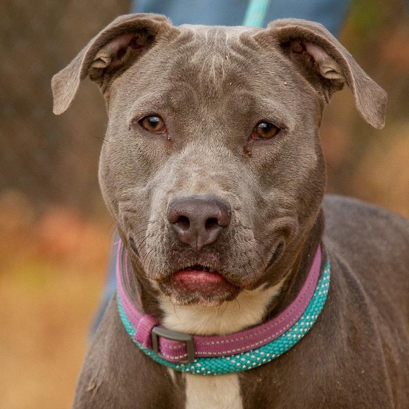 Enlarge Wilma, a Adoptable American Staffordshire Terrier in Richmond, VA image 1/6
