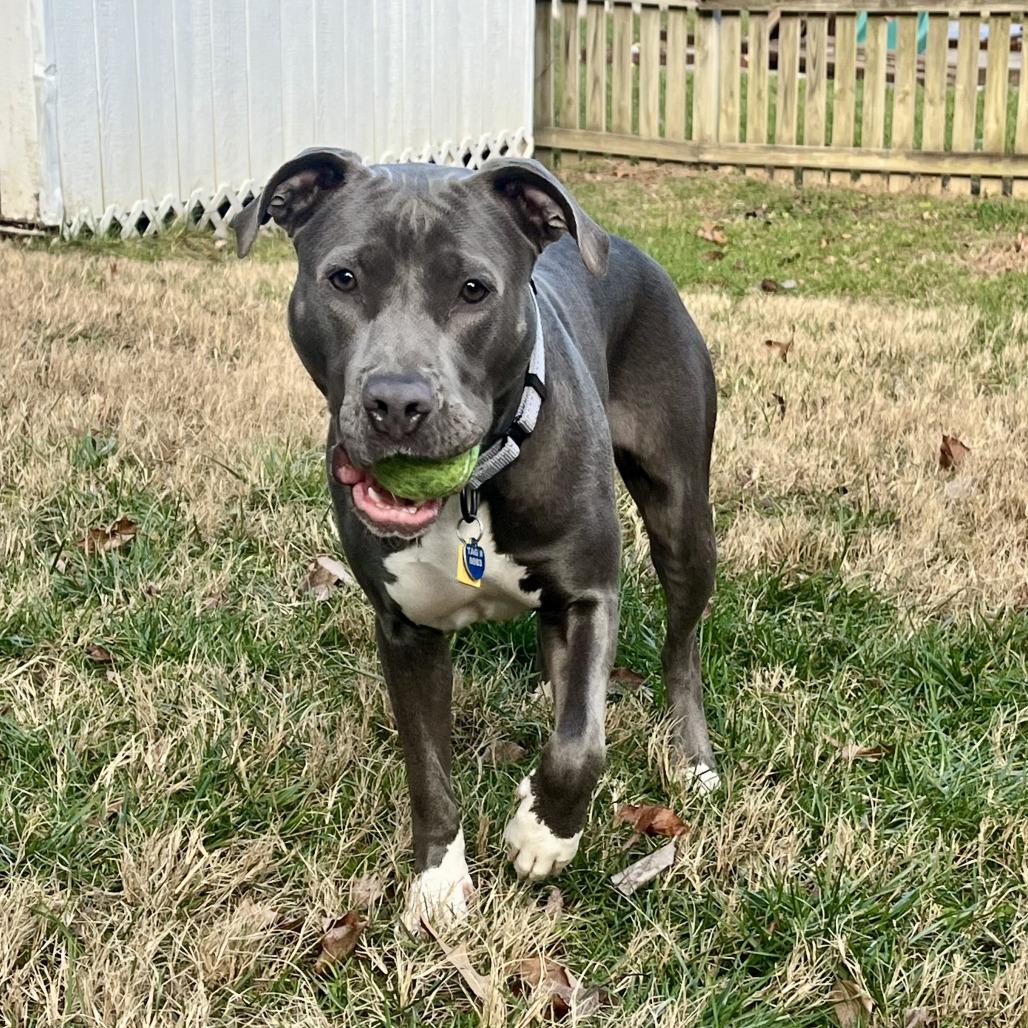 Enlarge Wilma, a Adoptable American Staffordshire Terrier in Richmond, VA image 1/6