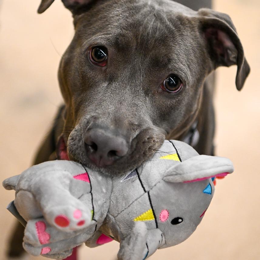 Enlarge Wilma, a Adoptable American Staffordshire Terrier in Richmond, VA image 2/6