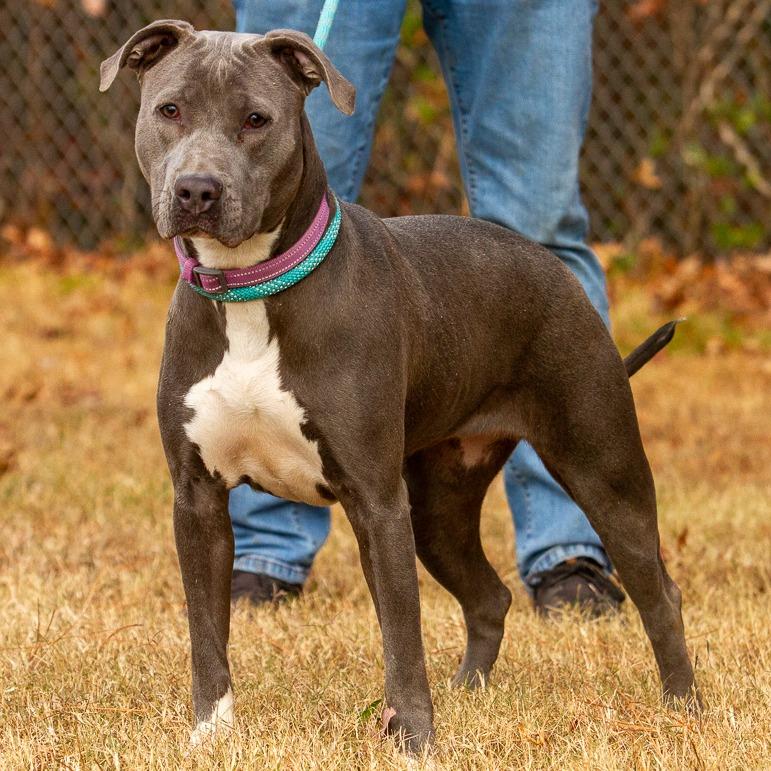 Wilma, a Adoptable American Staffordshire Terrier in Richmond, VA image 3/6