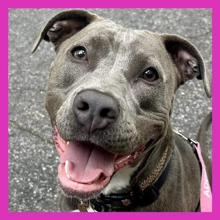 Enlarge Wilma, a Adoptable American Staffordshire Terrier in Richmond, VA image 4/6