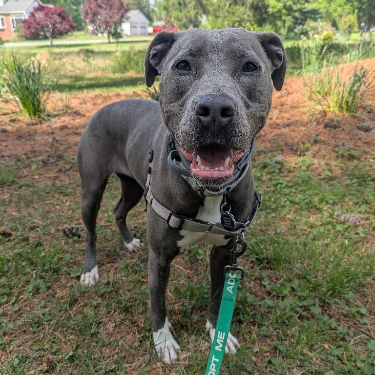 Enlarge Wilma, a Adoptable American Staffordshire Terrier in Richmond, VA image 5/6