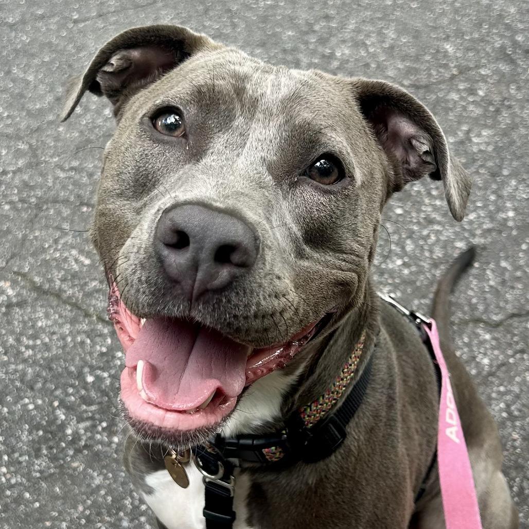 Wilma, a Adoptable American Staffordshire Terrier in Richmond, VA image 6/6