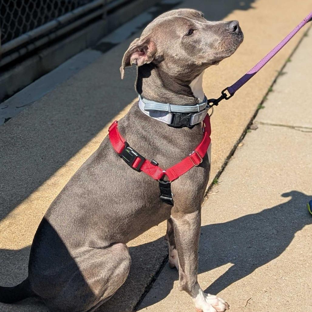 Enlarge Wilma, a Adoptable American Staffordshire Terrier in Richmond, VA image 5/6