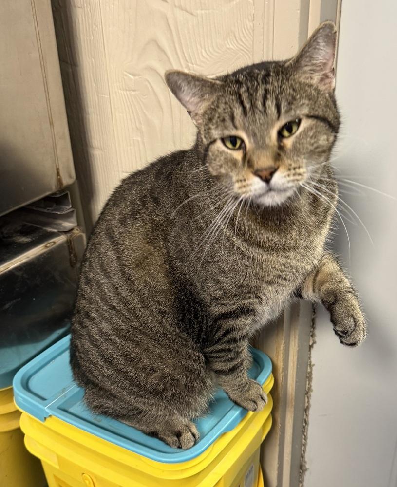 AC Mozzie, Adoptable, Adult Male Domestic Short Hair.