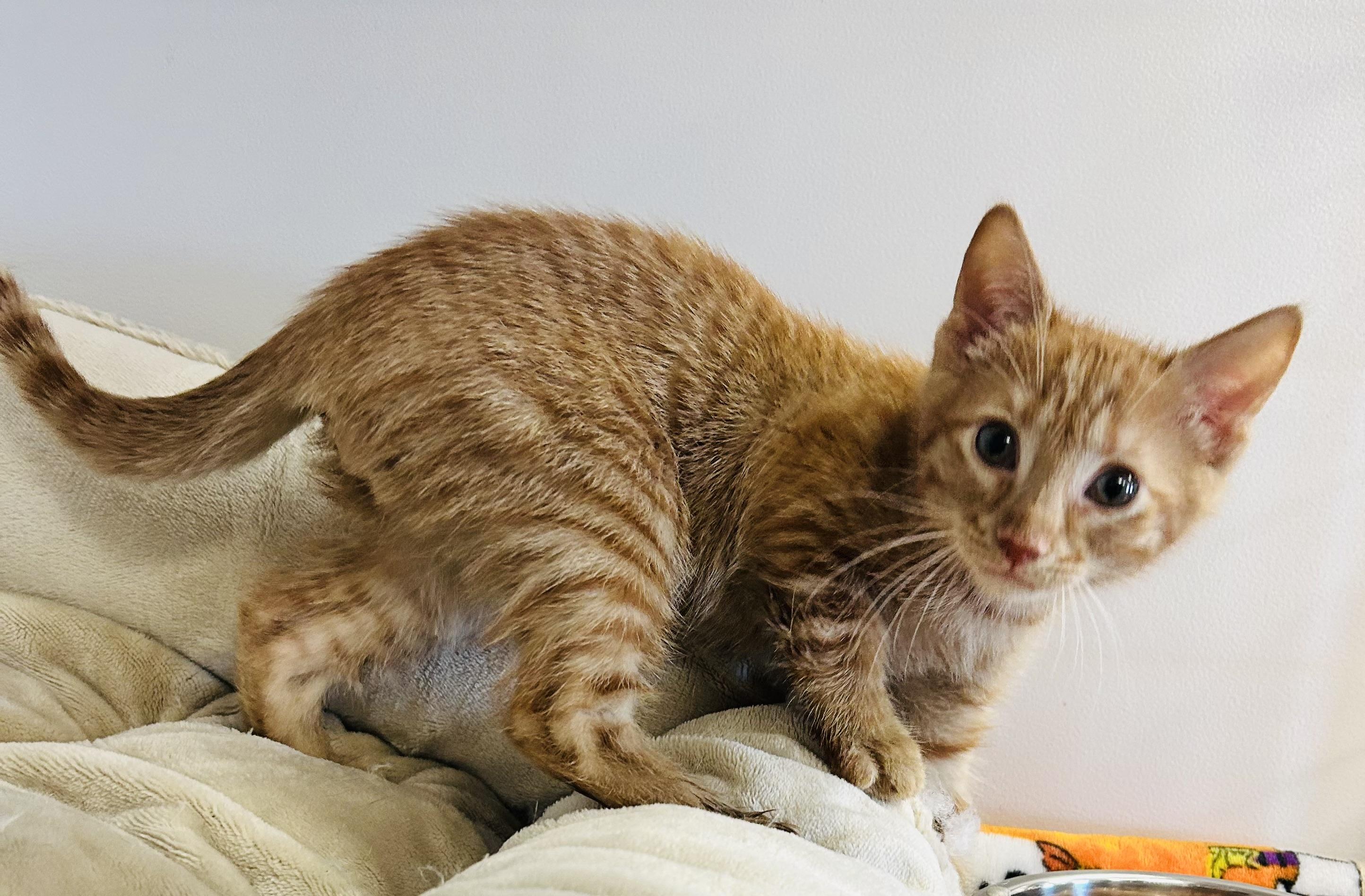 Enlarge Earl, an adopted Domestic Short Hair in Cibolo, TX image 1/1