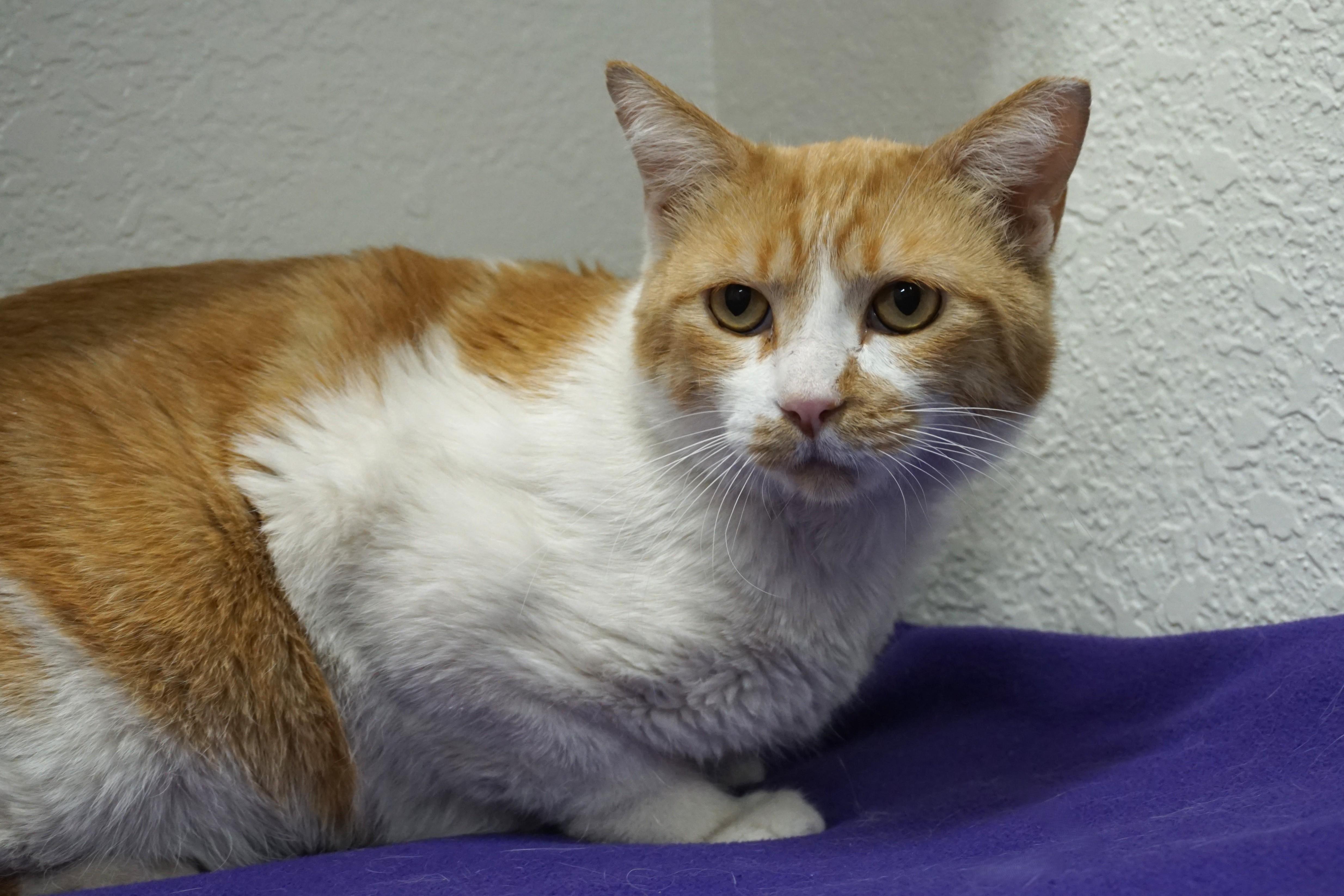 Enlarge Atreus, a ADOPTABLE Domestic Short Hair in Fountain Hills, AZ image 4/6