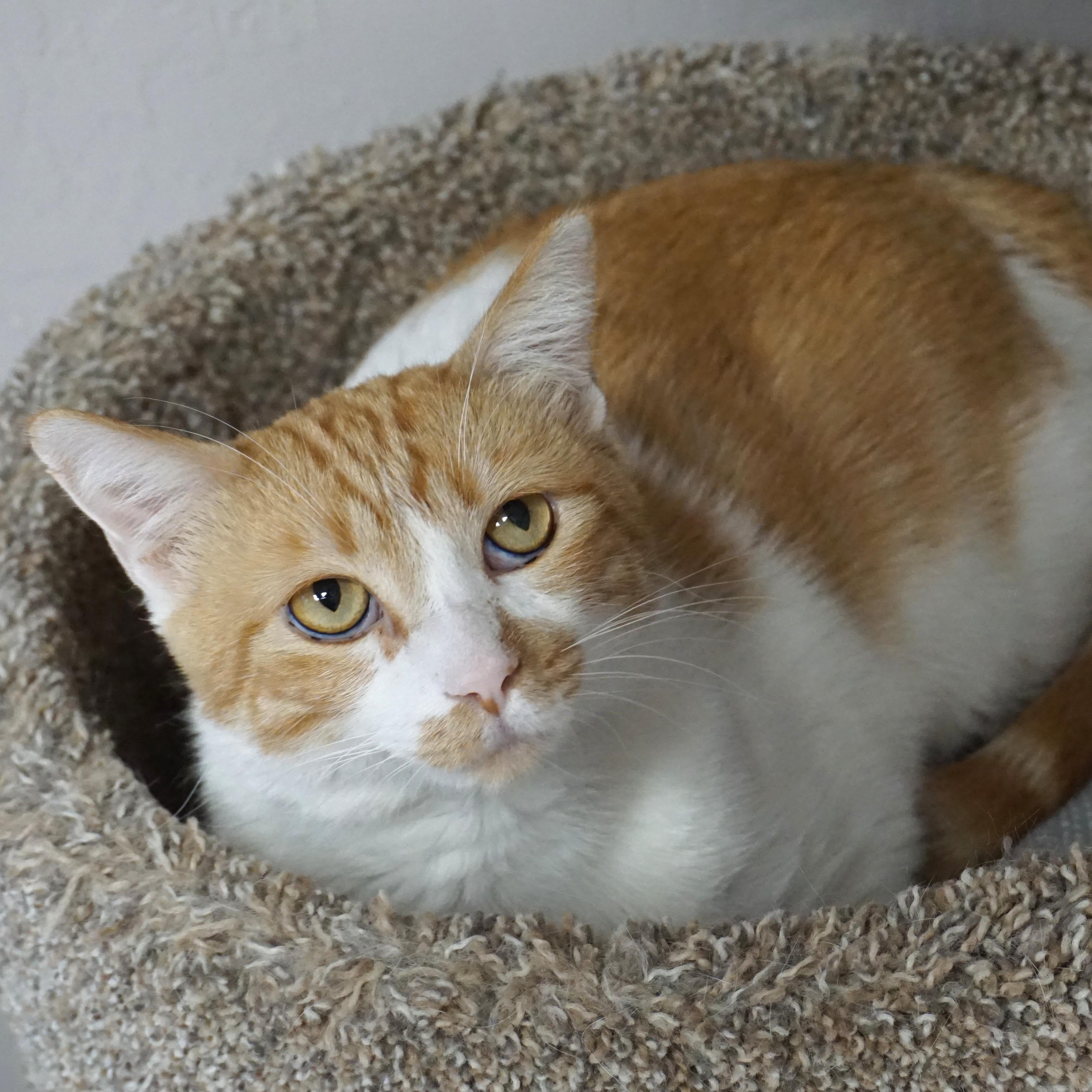 Enlarge Atreus, a ADOPTABLE Domestic Short Hair in Fountain Hills, AZ image 2/6