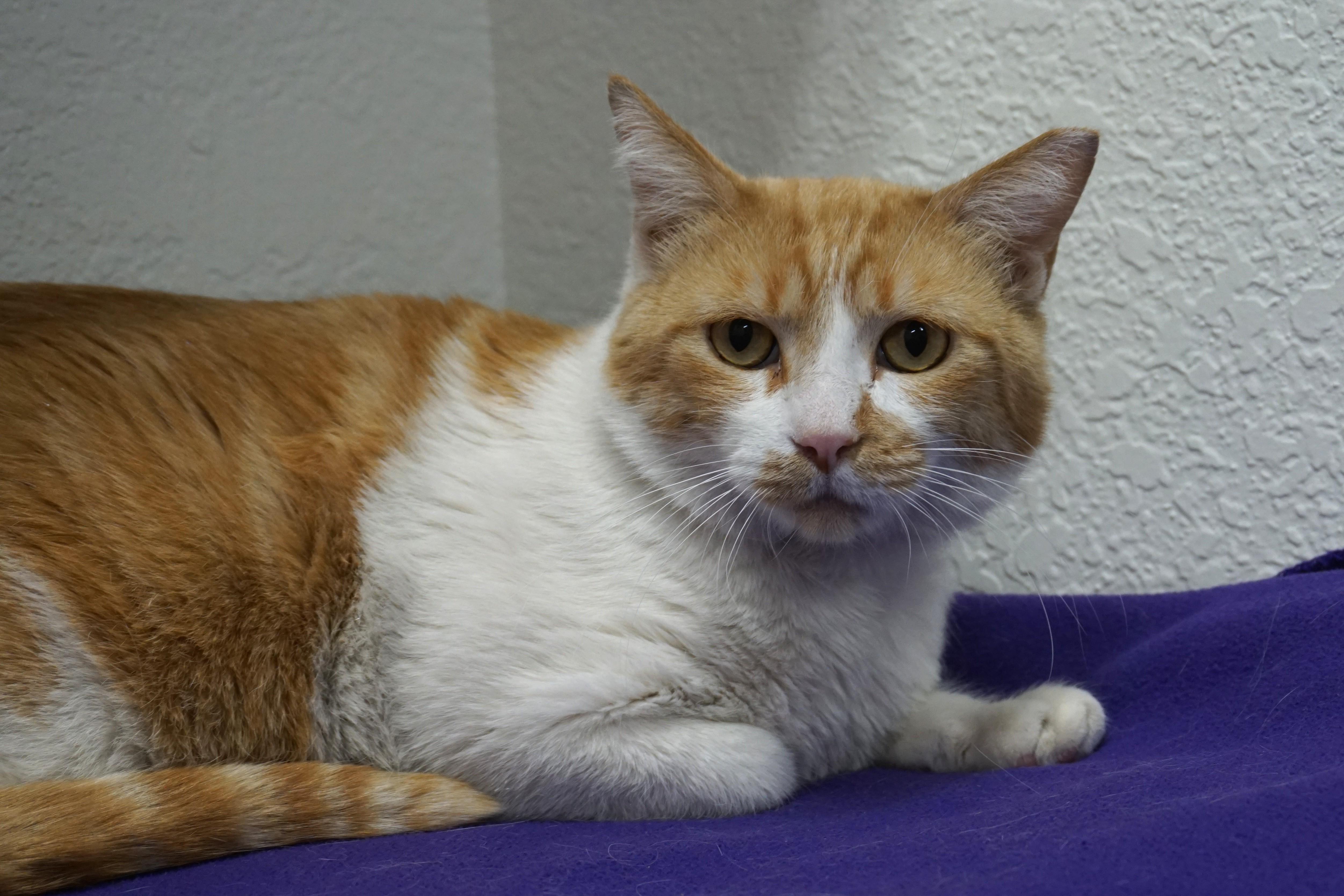 Enlarge Atreus, a ADOPTABLE Domestic Short Hair in Fountain Hills, AZ image 5/6