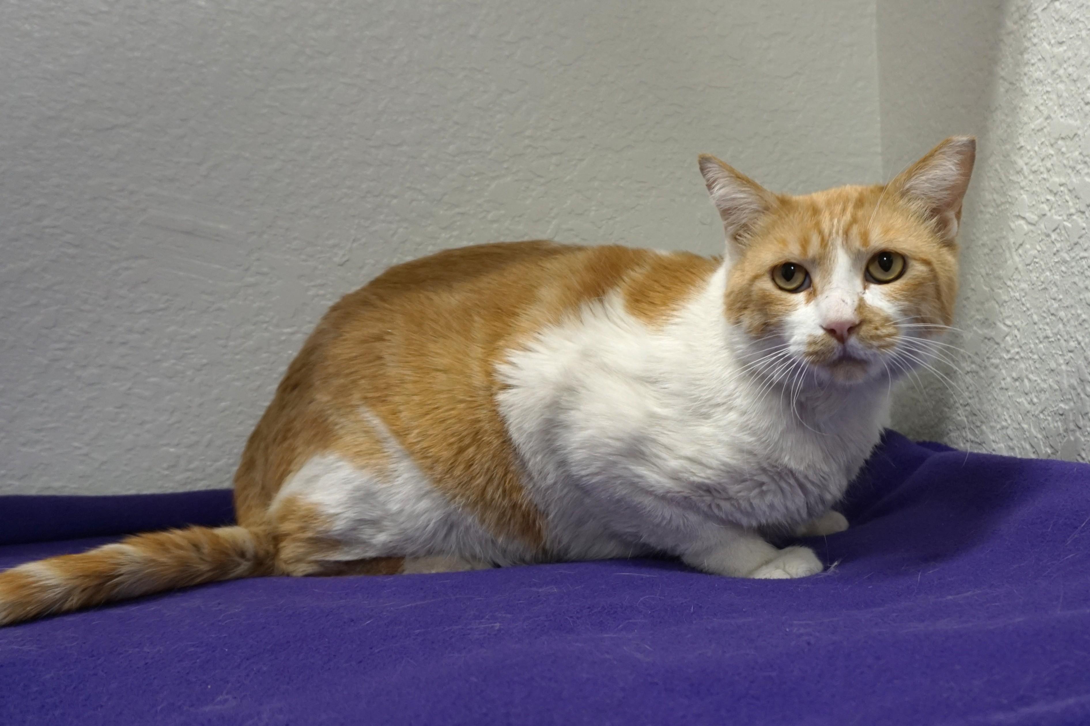 Enlarge Atreus, a ADOPTABLE Domestic Short Hair in Fountain Hills, AZ image 6/6