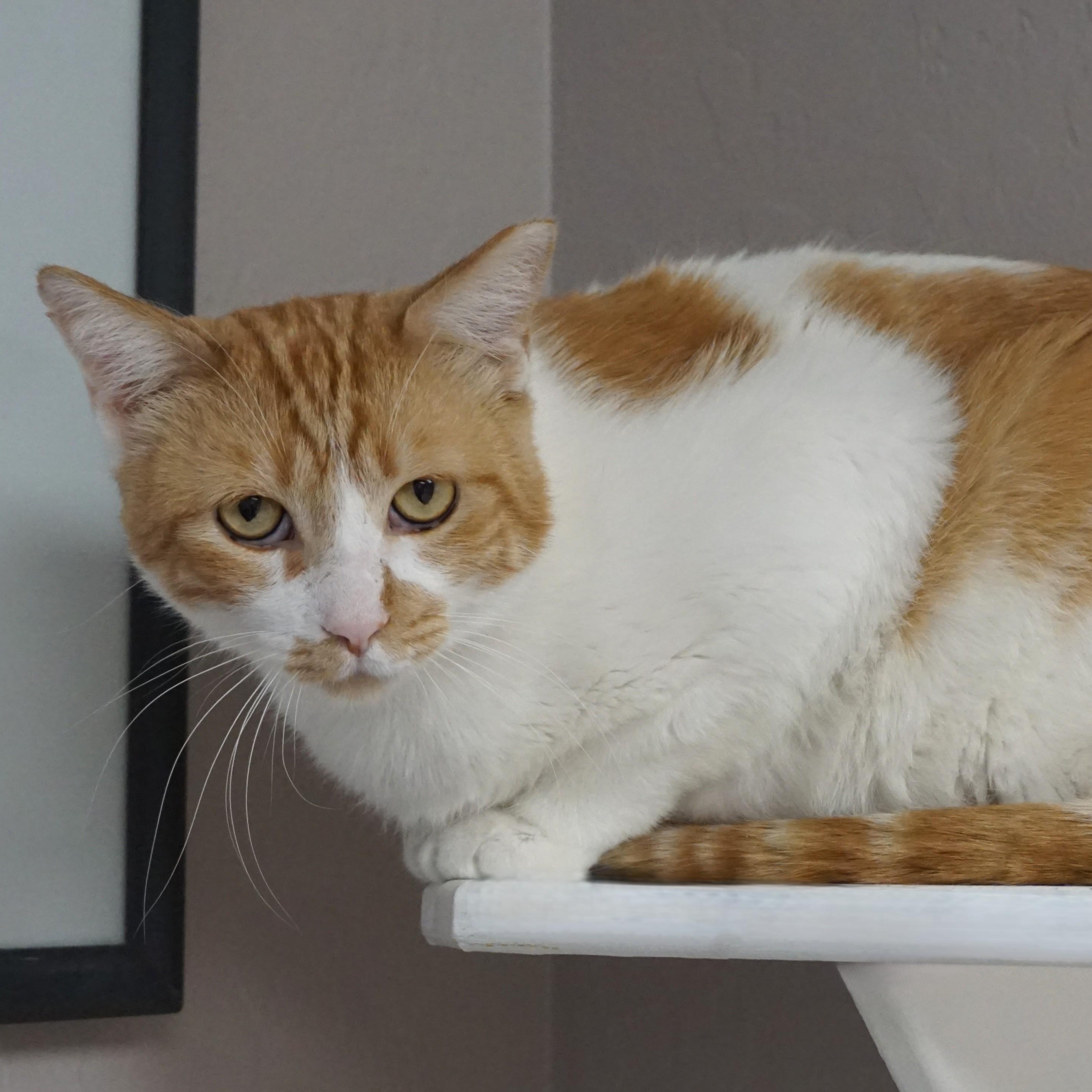 Atreus, ADOPTABLE, Adult Male Domestic Short Hair.