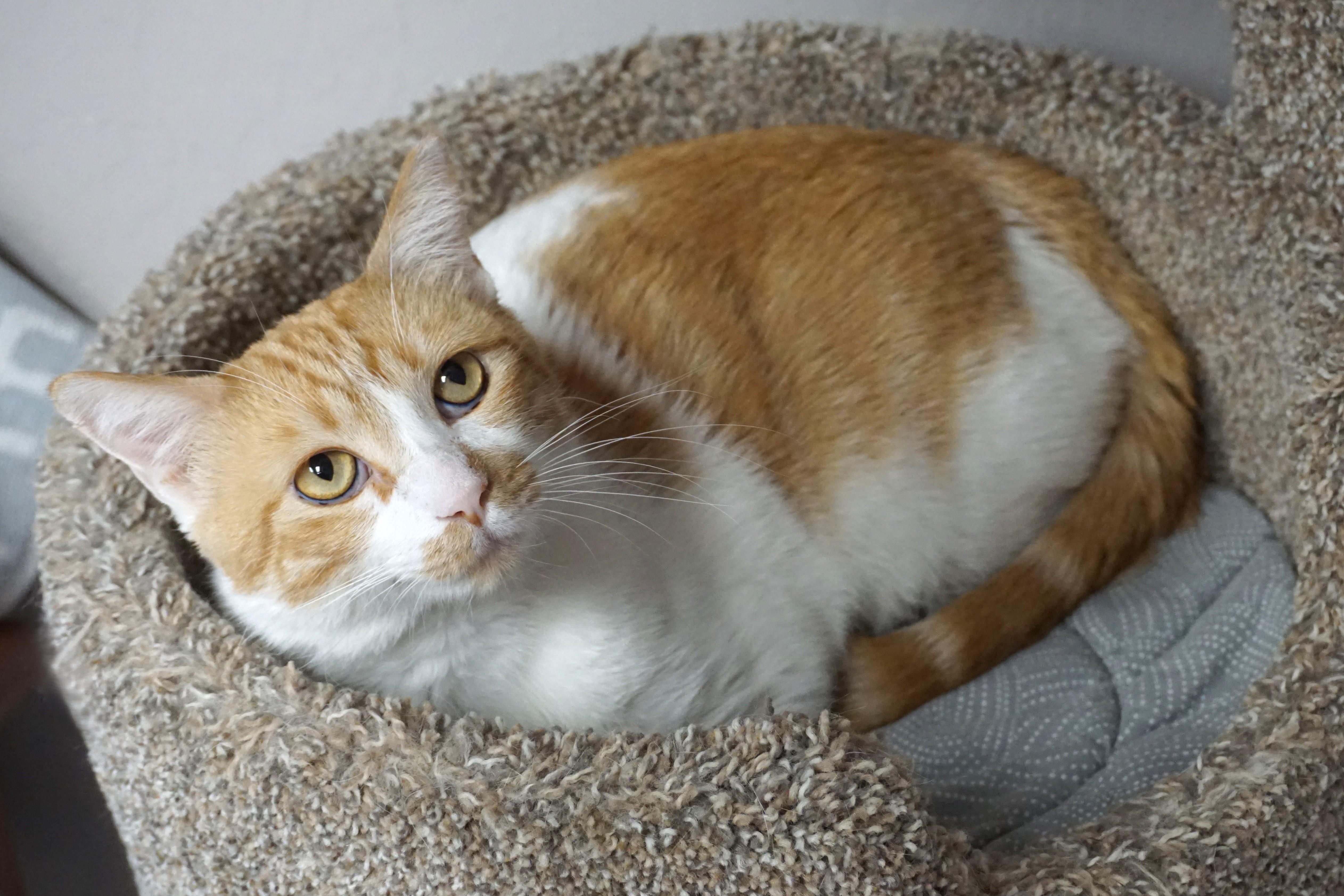 Enlarge Atreus, a ADOPTABLE Domestic Short Hair in Fountain Hills, AZ image 3/6