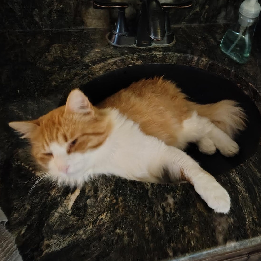 Enlarge Pumpkin, a Adoptable Domestic Long Hair in Plymouth, MN image 2/5