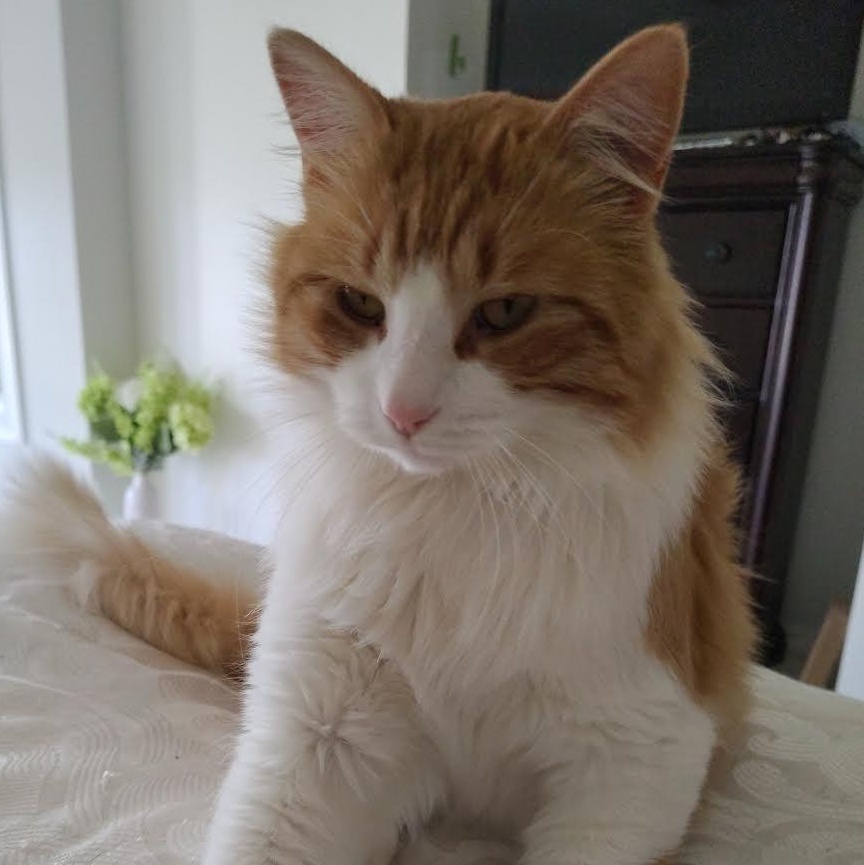 Pumpkin, Adoptable, Adult Female Domestic Long Hair.