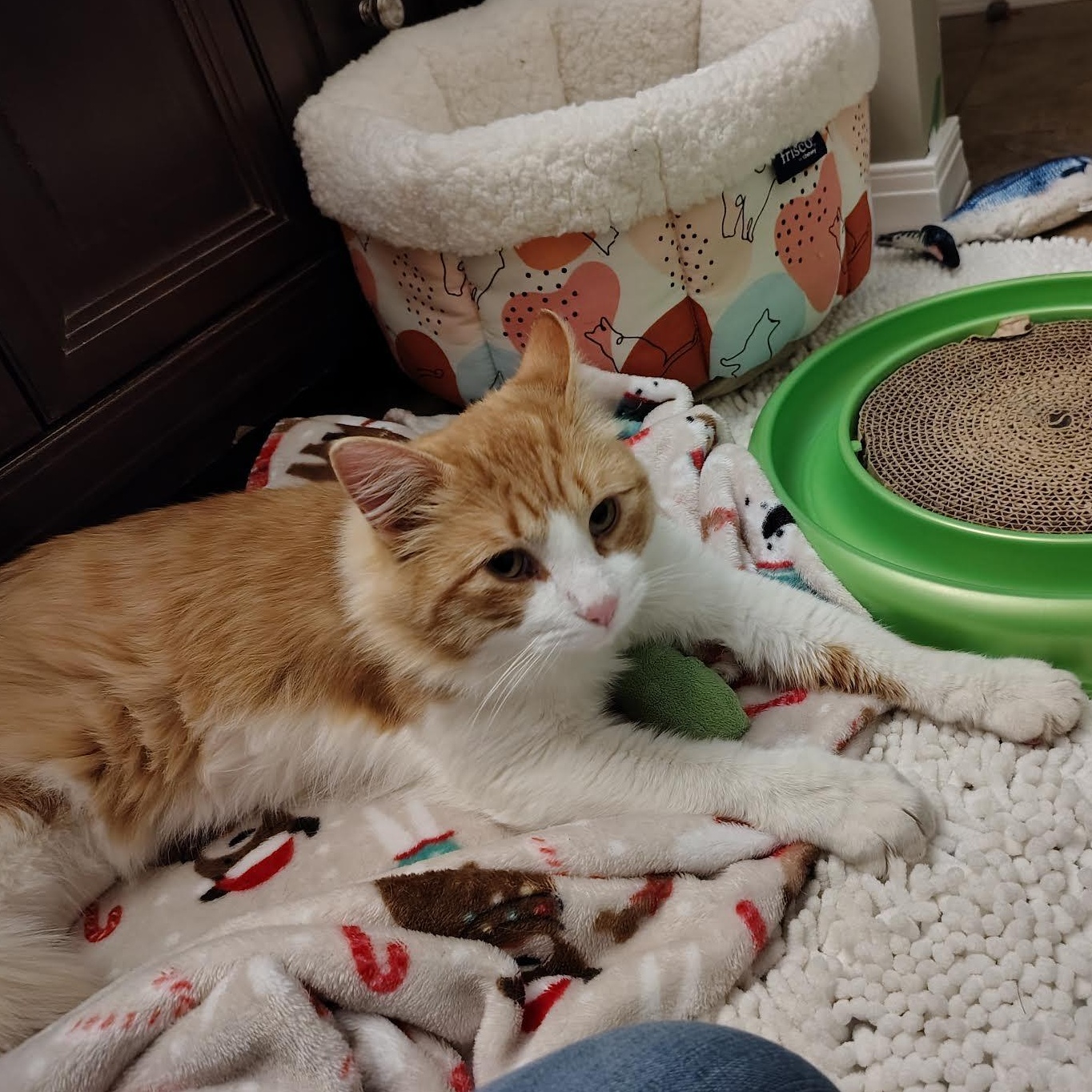Enlarge Pumpkin, a Adoptable Domestic Long Hair in Plymouth, MN image 5/5
