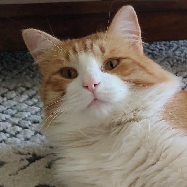 Pumpkin, Adoptable, Adult Female Domestic Long Hair.