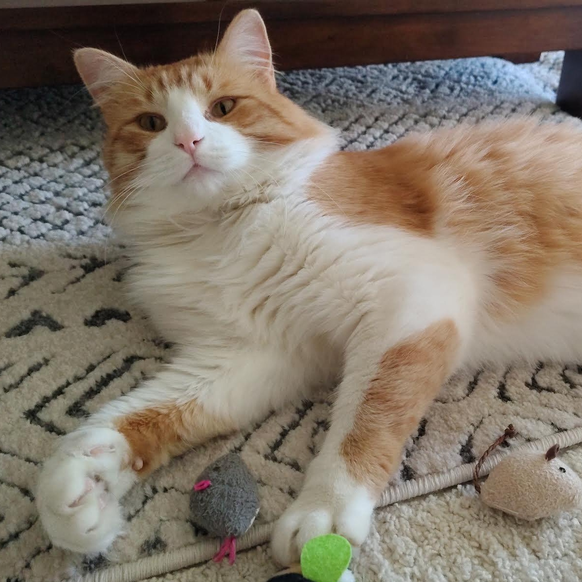 Enlarge Pumpkin, a Adoptable Domestic Long Hair in Plymouth, MN image 4/5