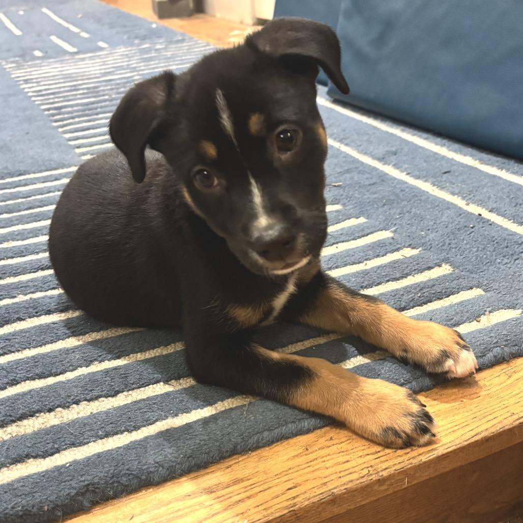 NY April (Foster in Carmel), Adoptable, Puppy Female Shepherd & Plott Hound.