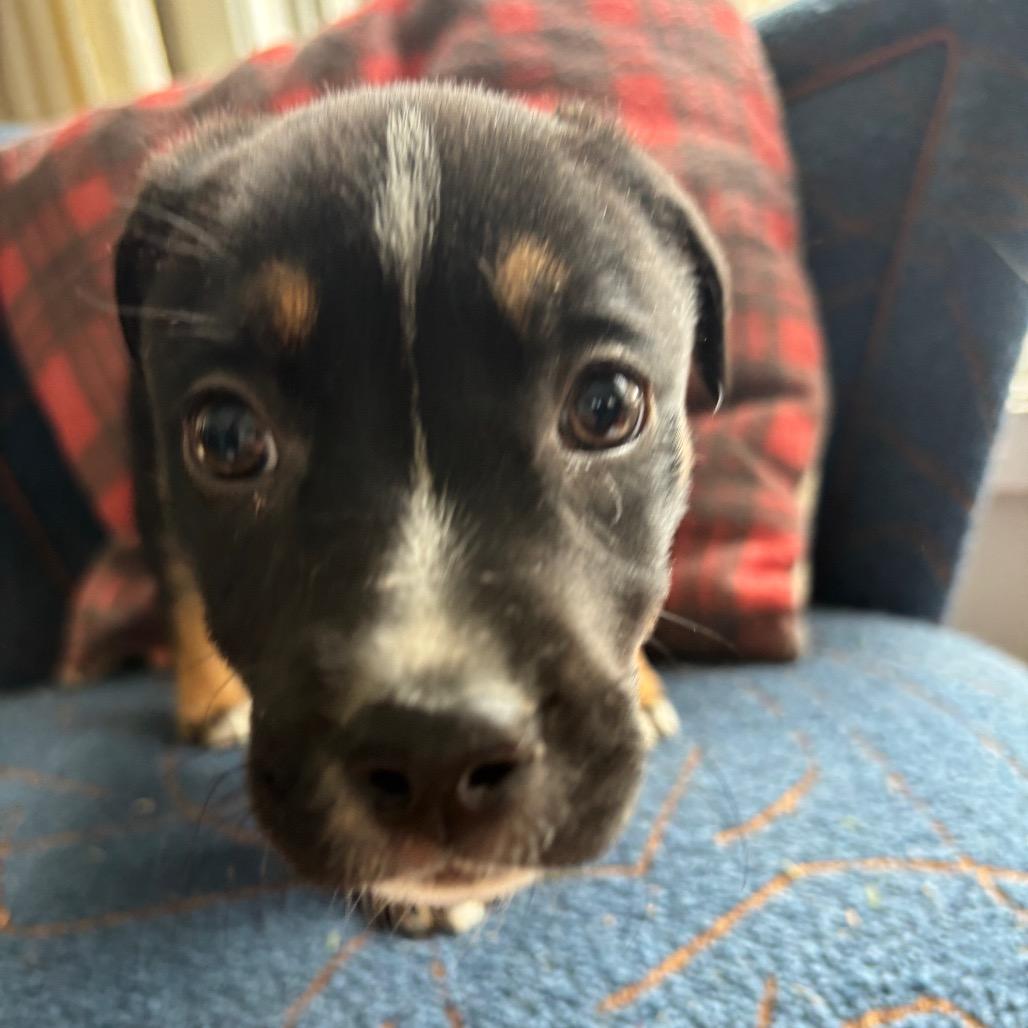 Enlarge NY April (Foster in Carmel), a Adoptable mixed breed in Eastford, CT image 3/4