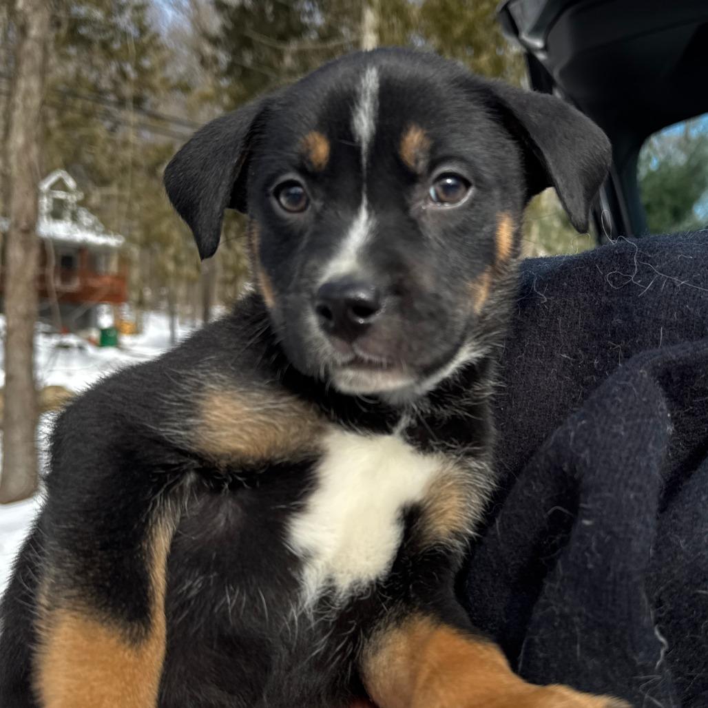 Enlarge NY April (Foster in Carmel), a Adoptable mixed breed in Eastford, CT image 4/4