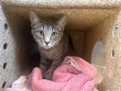 Cassava, Adoptable, Young Male Domestic Short Hair & Domestic Short Hair.