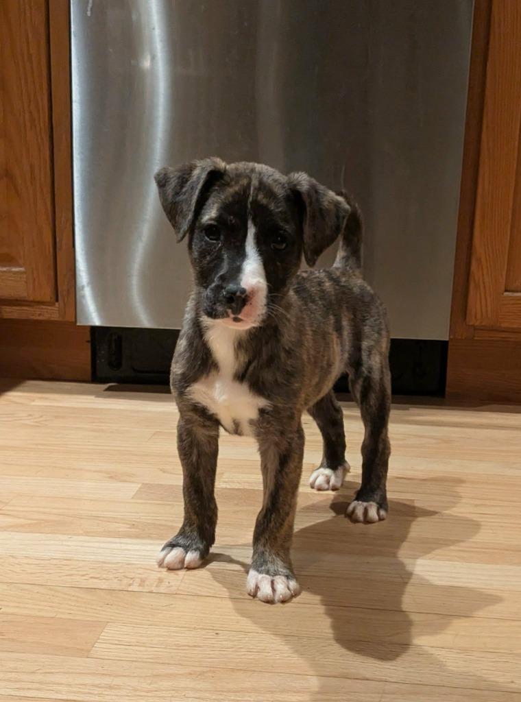 Elena, Adoptable, Puppy Female Mixed Breed.