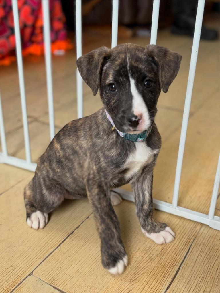 Enlarge Elena, a Adoptable mixed breed in sun prairie, WI image 2/2