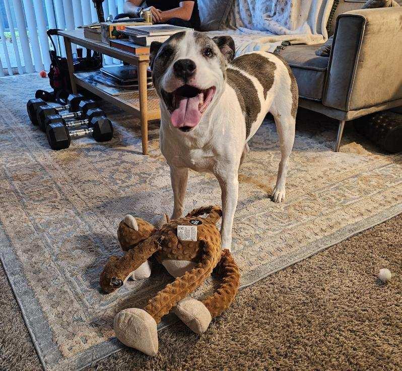 Wallace, ADOPTABLE, Senior Male Australian Shepherd & Pit Bull Terrier.
