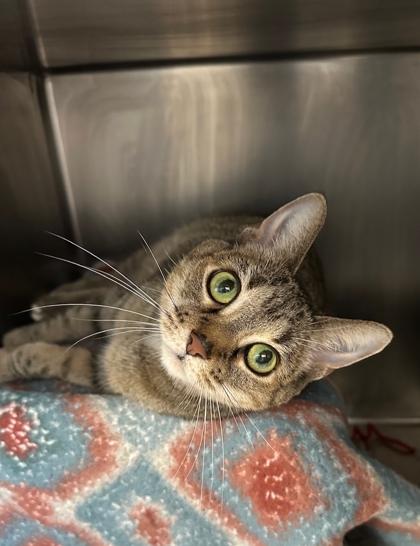 Britt, Adoptable, Senior Female Domestic Short Hair & Domestic Short Hair.