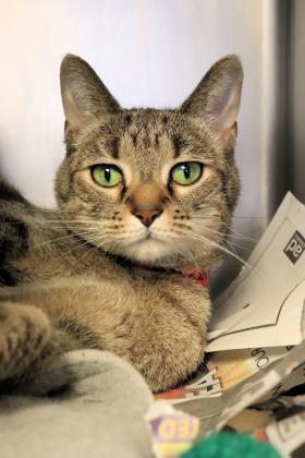 Enlarge Britt, a Adoptable Domestic Short Hair in Chicago, IL image 2/3