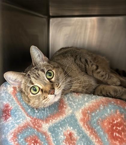 Britt — thumbnail 3